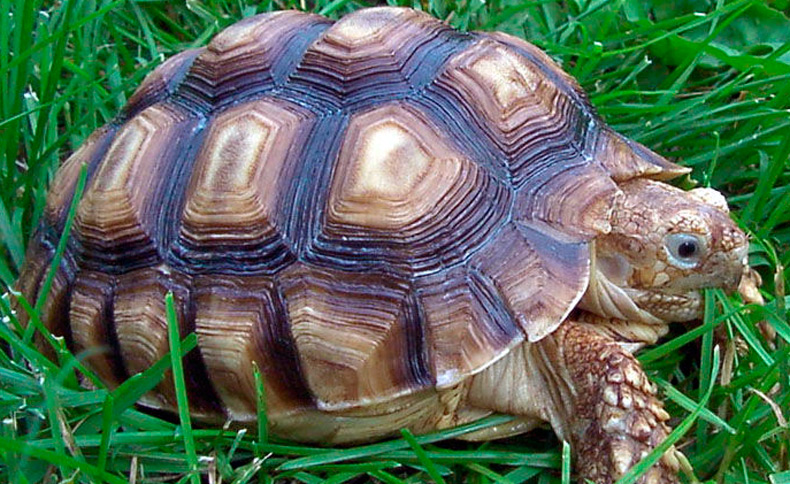 Écaille de tortue