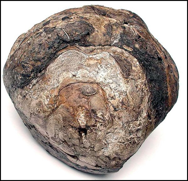 Ambre gris, parfum d'ambre gris