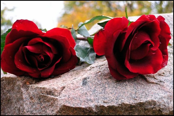 à la mémoire d'Amy et Jia