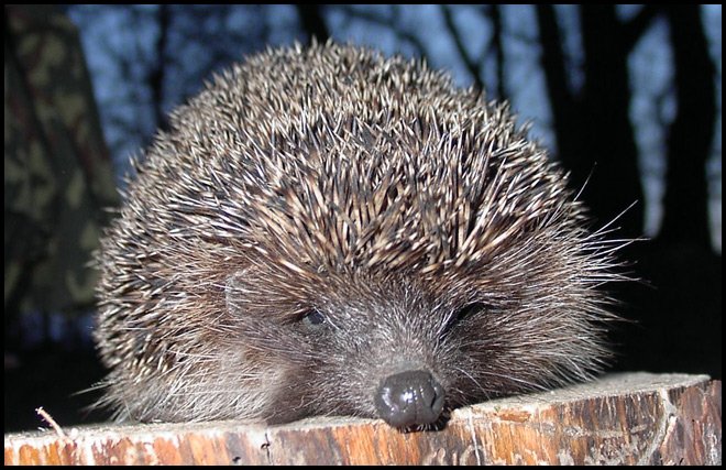 Peigner et brosser les cheveux