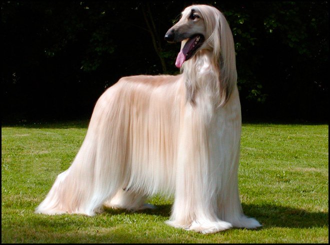 Pantalon femme, pantalon oriental