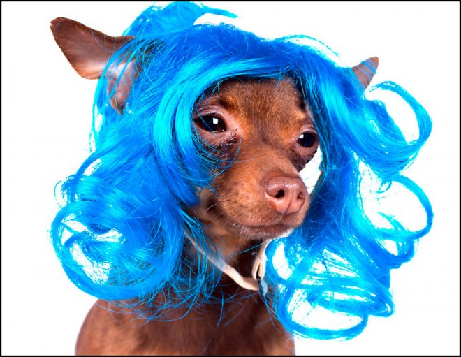 Petits chiens et chiens glamour