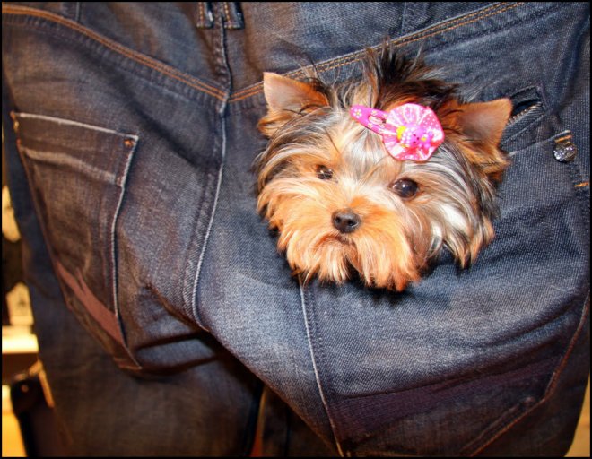 Petits chiens et chiens glamour