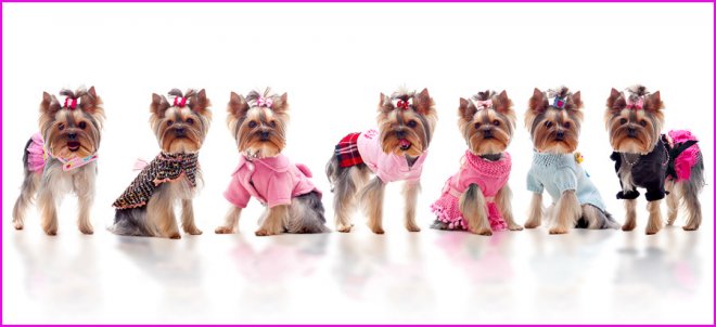 Petits chiens et chiens glamour