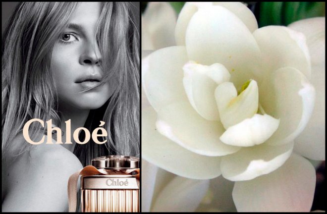 Fleurs de tubéreuse et parfums Chloé