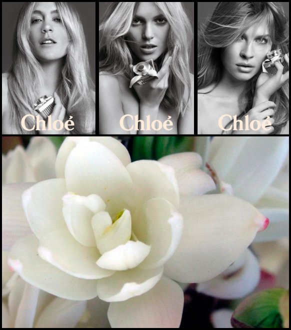 Parfums Chloé