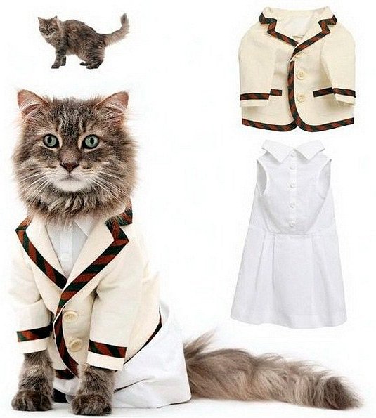 Vêtements et accessoires pour chats