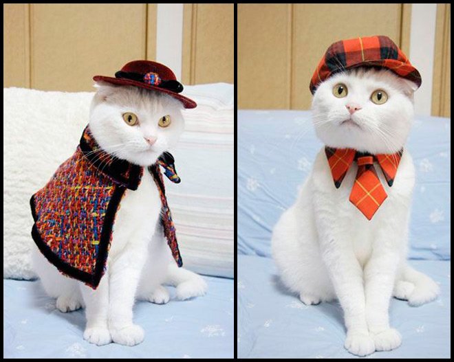 Vêtements pour chats stylés
