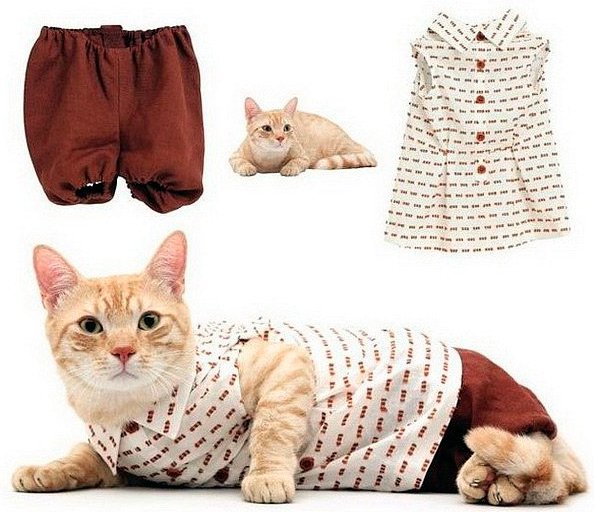 Vêtements et accessoires pour chats