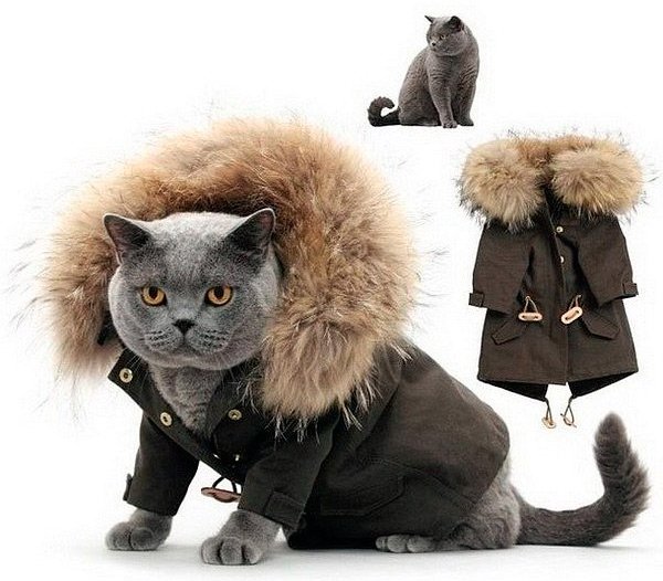 Vêtements et accessoires pour chats