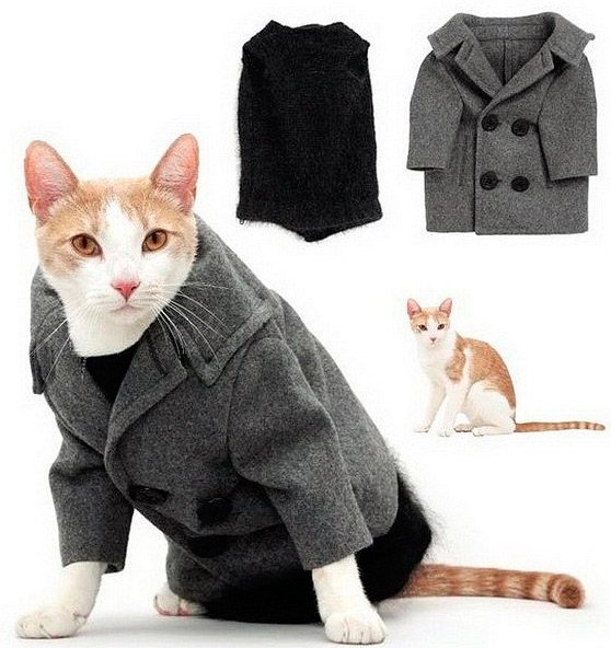 Vêtements et accessoires pour chats