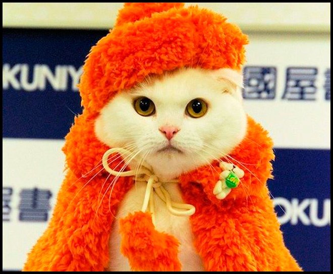 Vêtements et accessoires pour chats