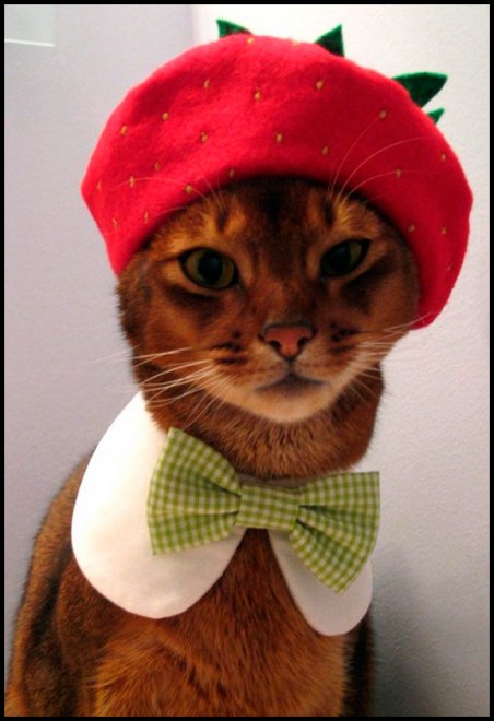 Chats et vêtements pour chats