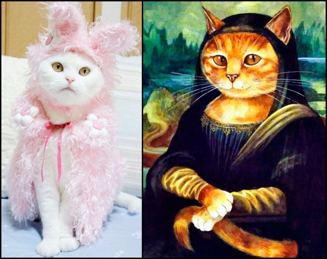 Vêtements et accessoires pour chats