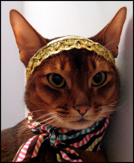 Chats et vêtements pour chats