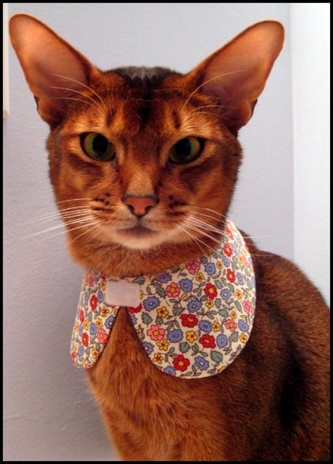 Chats et vêtements pour chats