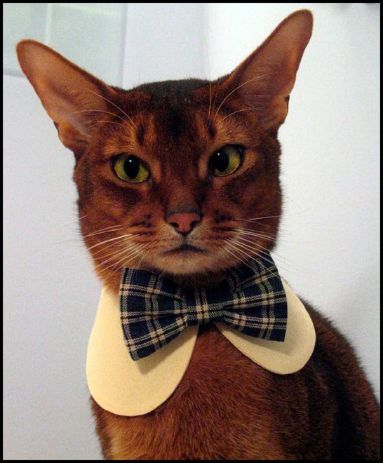 Vêtements et bijoux pour chats stylés