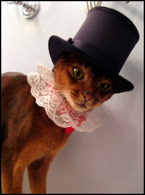 Vêtements et bijoux pour chats stylés