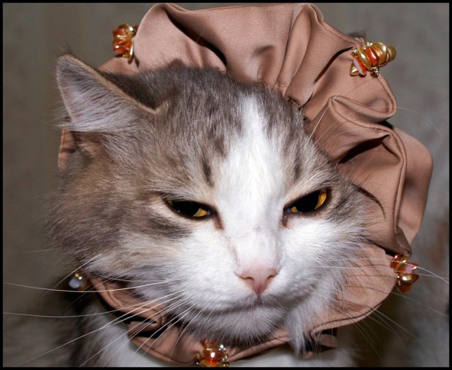 Armoire élégante pour un chat