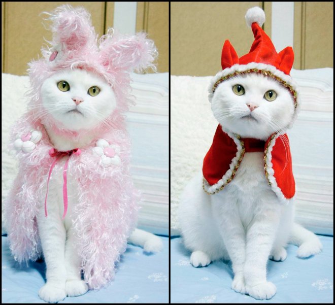 DIY vêtements et bijoux pour chats