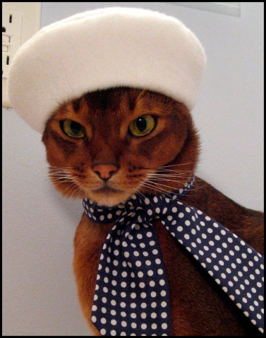 Chats et vêtements pour chats