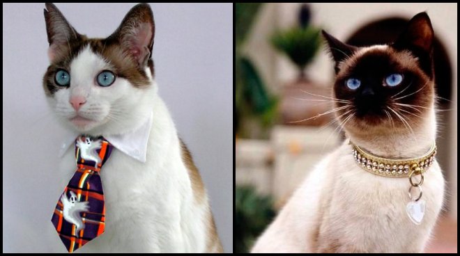 Vêtements pour chats stylés