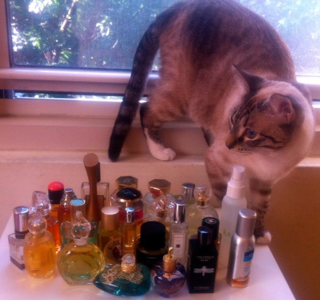 Le chat et mon parfum