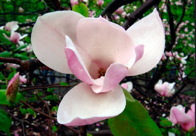 fleur de magnolia