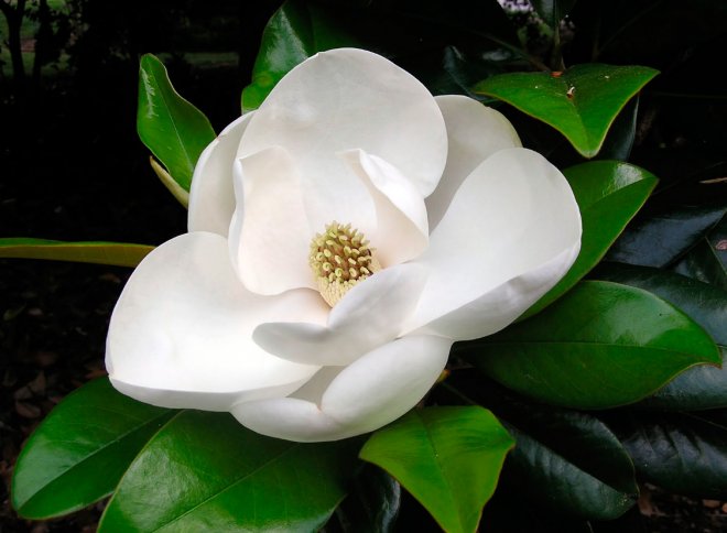 fleur de magnolia