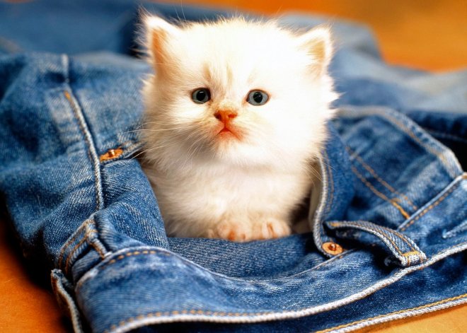 Règles d'entretien des jeans, lavage correct, nettoyage à sec