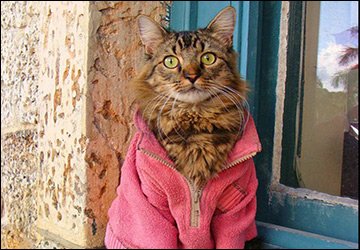 Chat glamour - amant à photographier