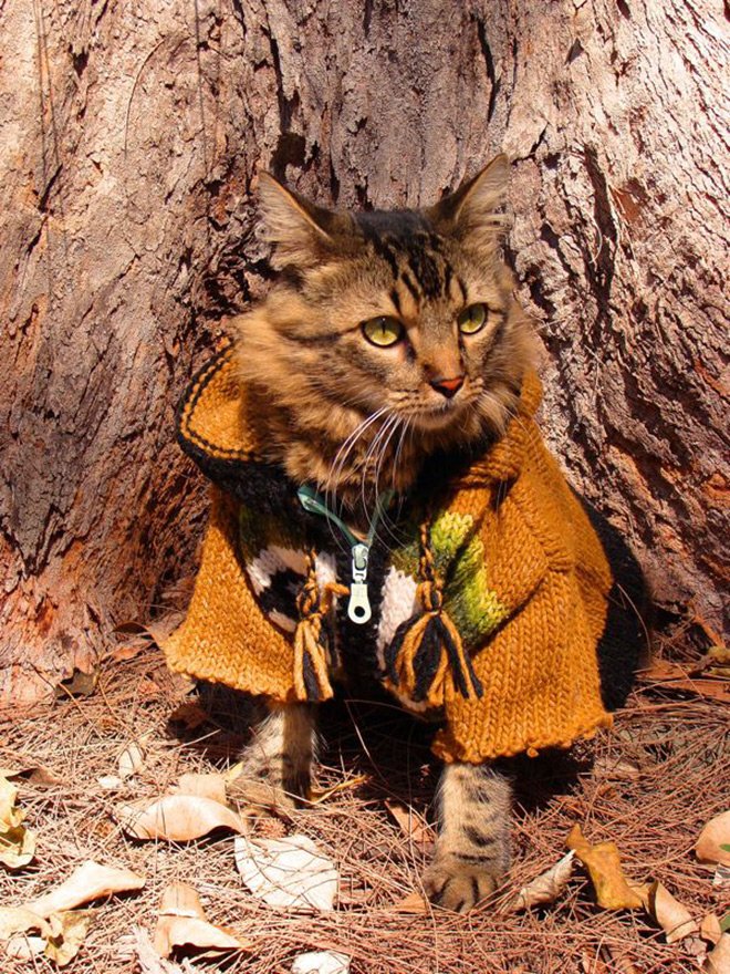 Amoureux des chats glamour à photographier