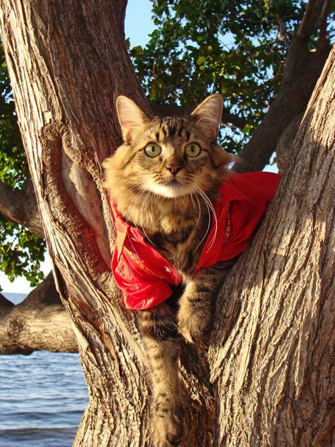 chat en vêtements photo