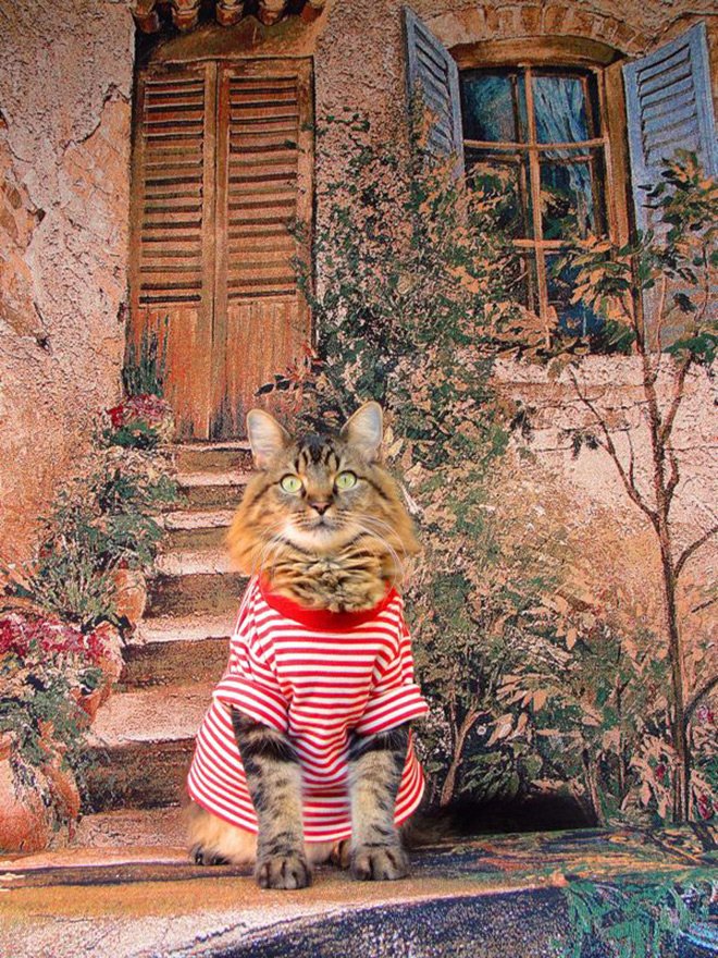 Chat glamour en vêtements, photo avec un chat