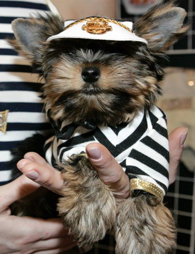 Semaine de la mode de Moscou pour les chats et les chiens