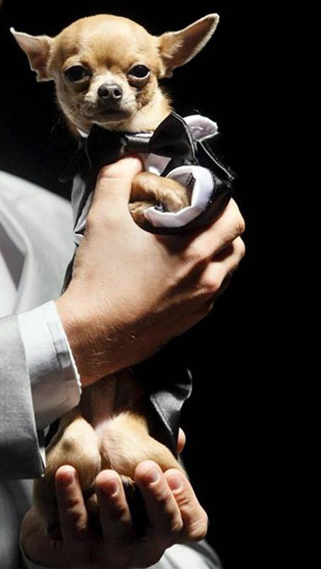 Pet's Fashion Week Russia, semaine de la mode pour chats et chiens domestiques