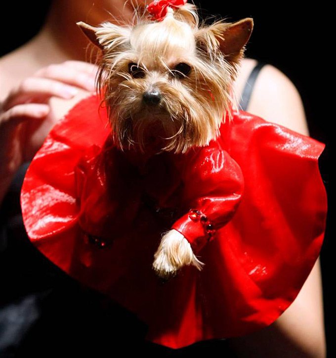 Pet's Fashion Week Russia, semaine de la mode pour chats et chiens domestiques