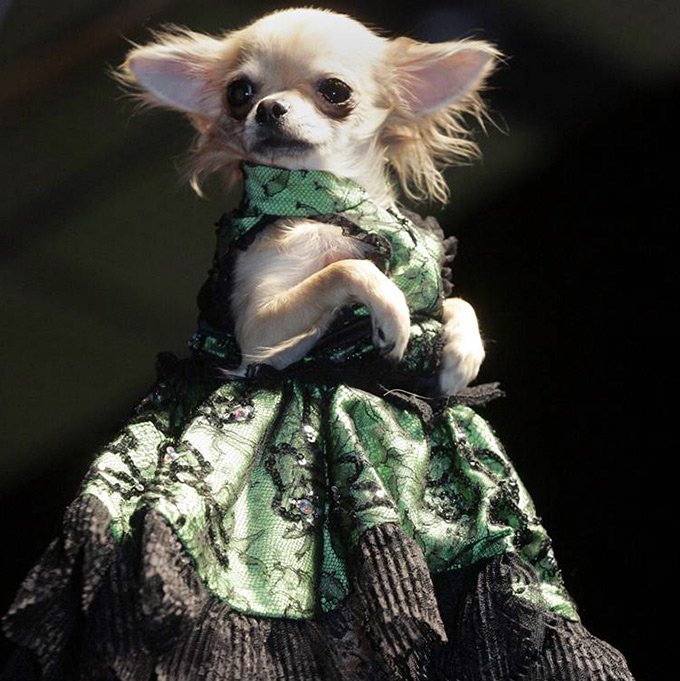 Pet's Fashion Week Russia, semaine de la mode pour chats et chiens domestiques