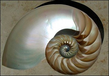 Bijoux en nacre et écaille de tortue