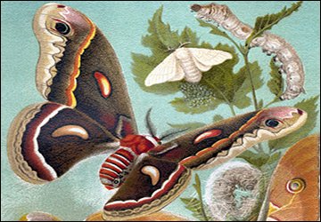 Papillon stylehub.techinfus.com et soie sauvage