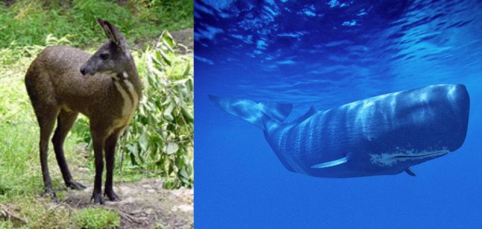 cachalot et musc - photo ambre gris et musc