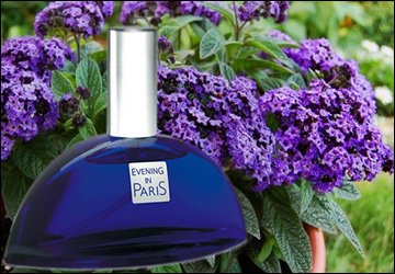 Le parfum de la fleur d'héliotrope en parfumerie