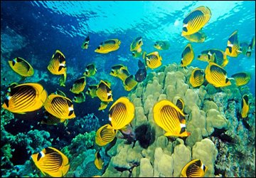 Les bienfaits de l'huile de poisson