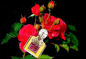 La reine des fleurs rose et parfums de parfumerie