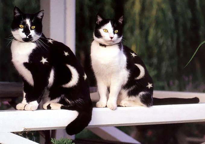 Belle photo de chats