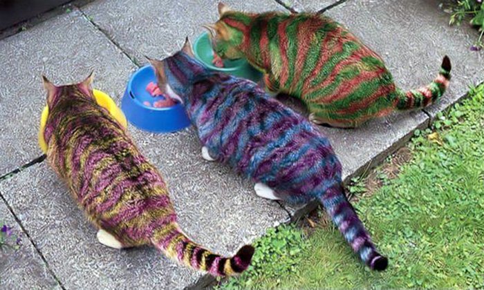 Belle photo de chats