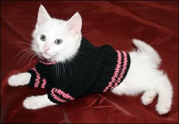 Le chat est l'ennemi de la fashionista !