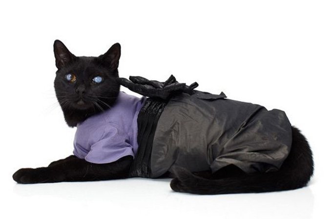 Beau chat en vêtements, photo