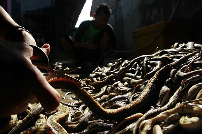 Faire de la peau de serpent pour les sacs de mode