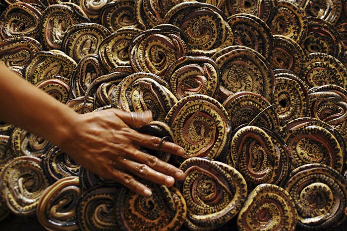 Peau de serpent en production